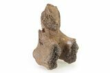 Fossil Hadrosaur Vertebra Process Section - Montana #316417-1